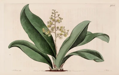 Illustration of Trichocentrum pumilum (as syn. Oncidium pumilum)